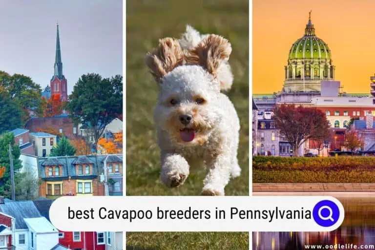 Best Cavapoo Breeders in Pennsylvania (2025 Update)