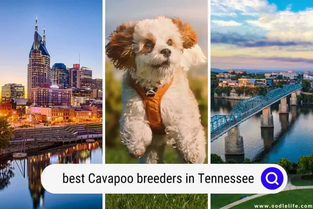 Cavapoo breeders in Tennessee