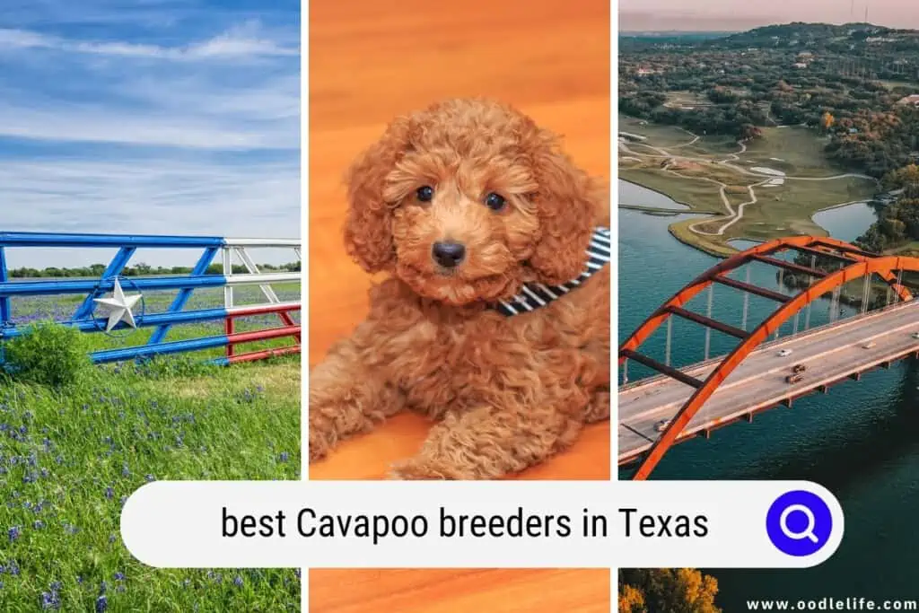 Cavapoo breeders in Texas