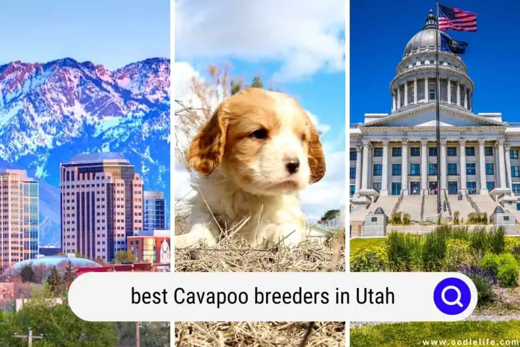 Cavapoo breeders in Utah