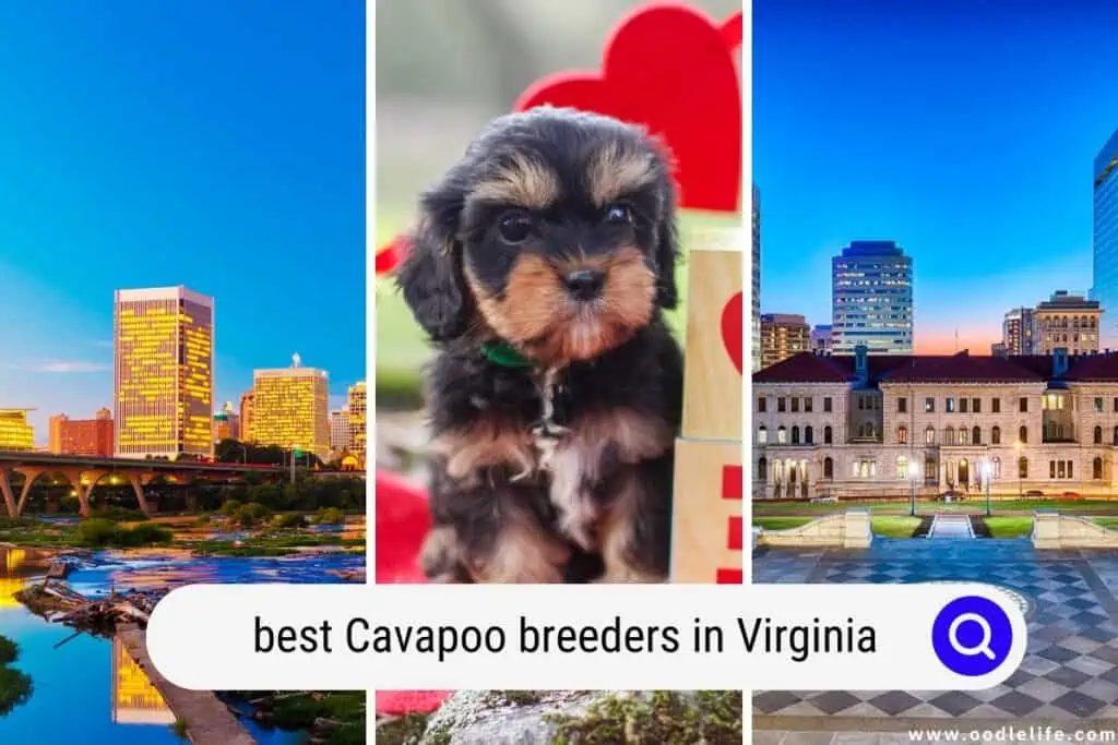 Cavapoo breeders in Virginia