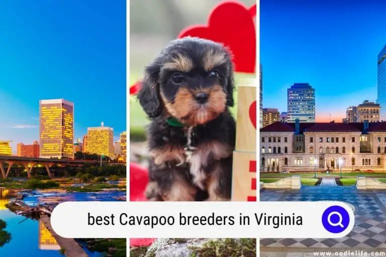 5 Best Cavapoo Breeders in Virginia (2023 Update)