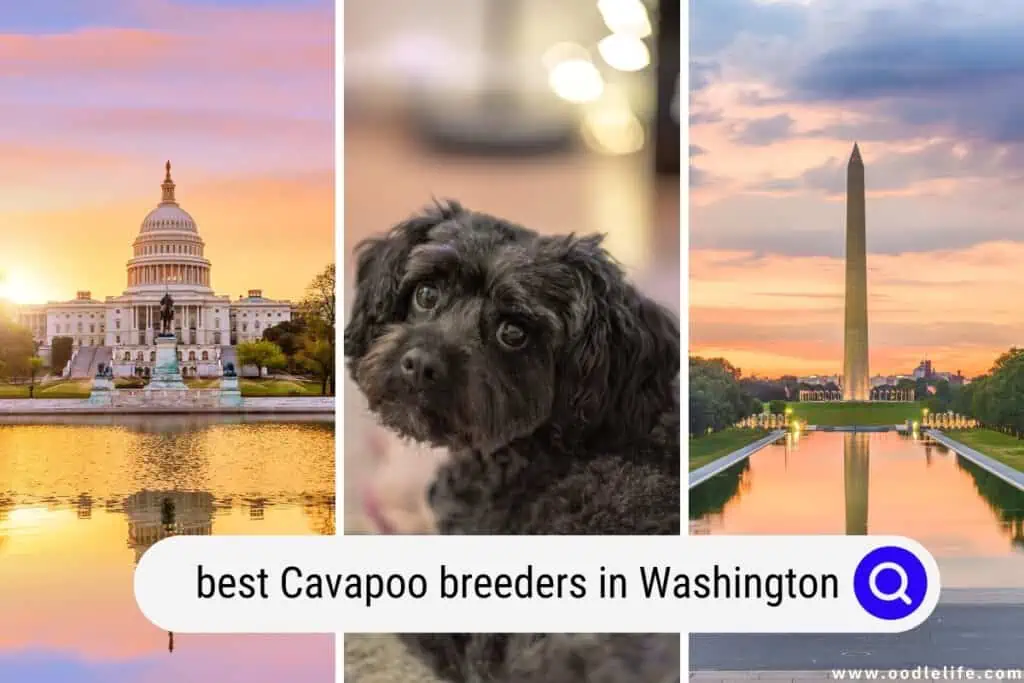 Cavapoo breeders in Washington