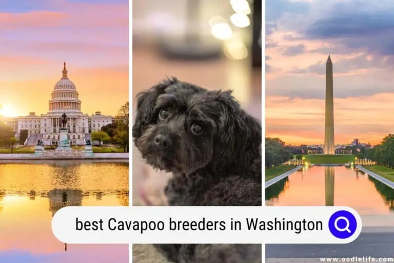 Best Cavapoo Breeders In Washington (2024 Update)