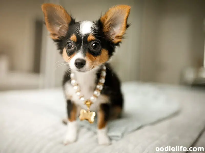 Chihuahua puppy with jewelry