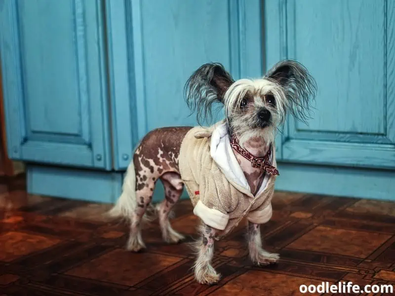 Chinese Crested dog in sleepwear