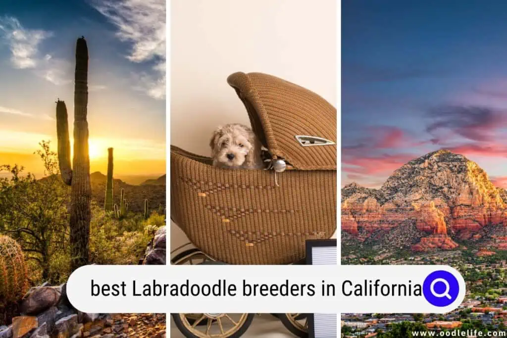 Cockapoo breeders in Arizona