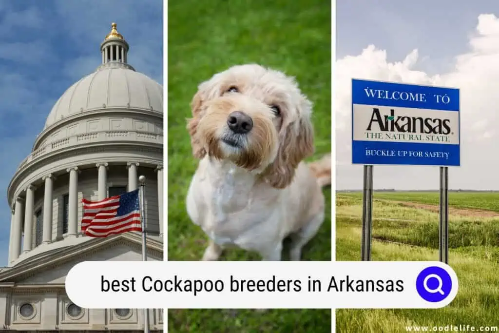 Cockapoo breeders in Arkansas