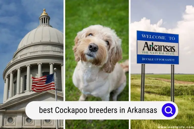 5 Best Cockapoo Breeders in Arkansas (2024 Update)