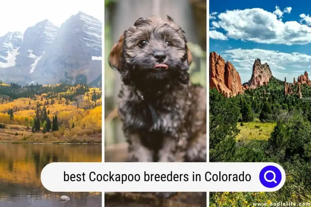 Cockapoo breeders in Colorado