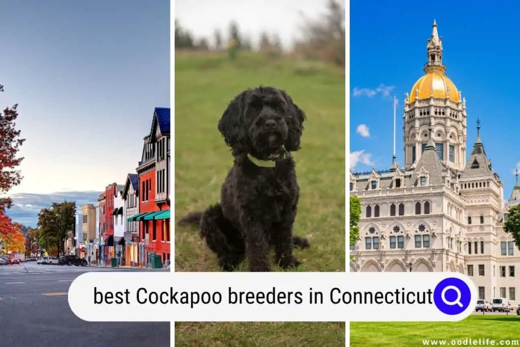 Cockapoo breeders in Connecticut