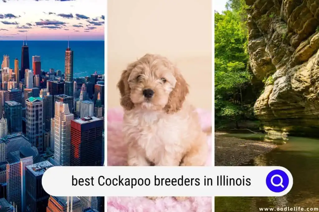 Cockapoo breeders in Illinois