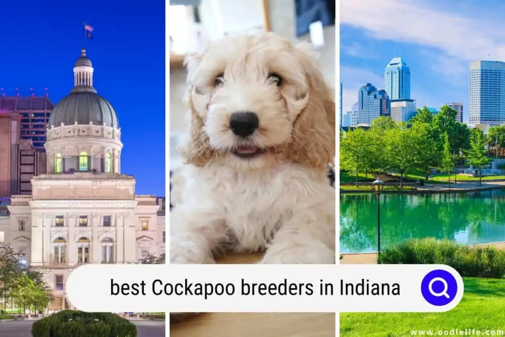Cockapoo breeders in Indiana
