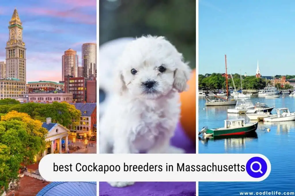 Cockapoo breeders in Massachusetts