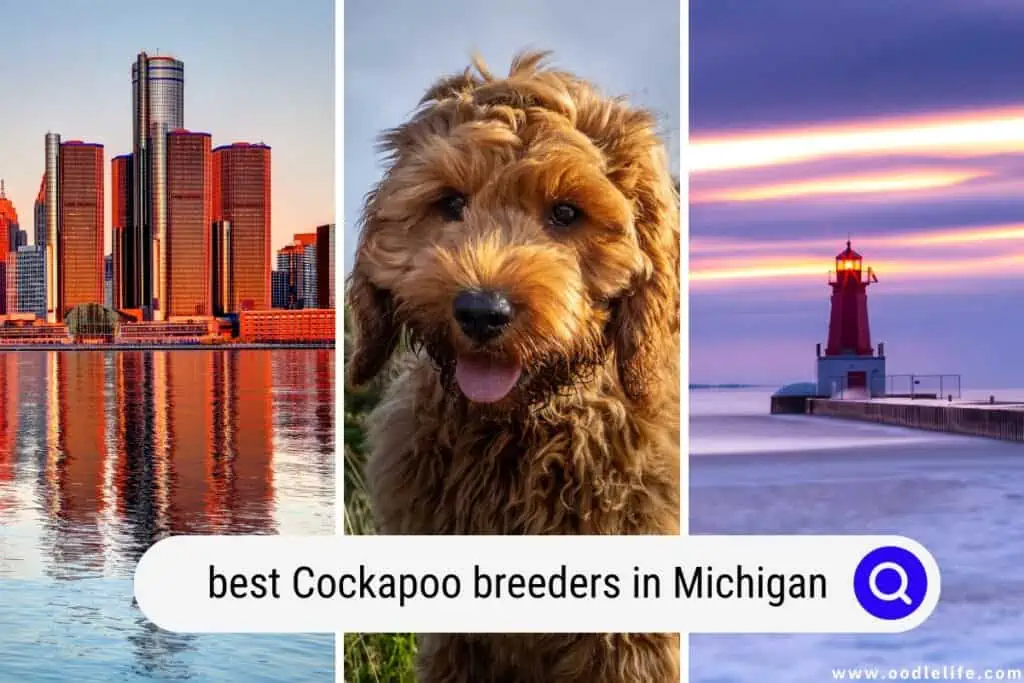 Cockapoo breeders in Michigan