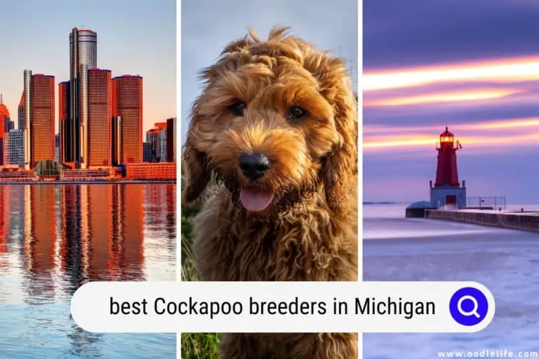 6 Best Cockapoo Breeders in Michigan 2024