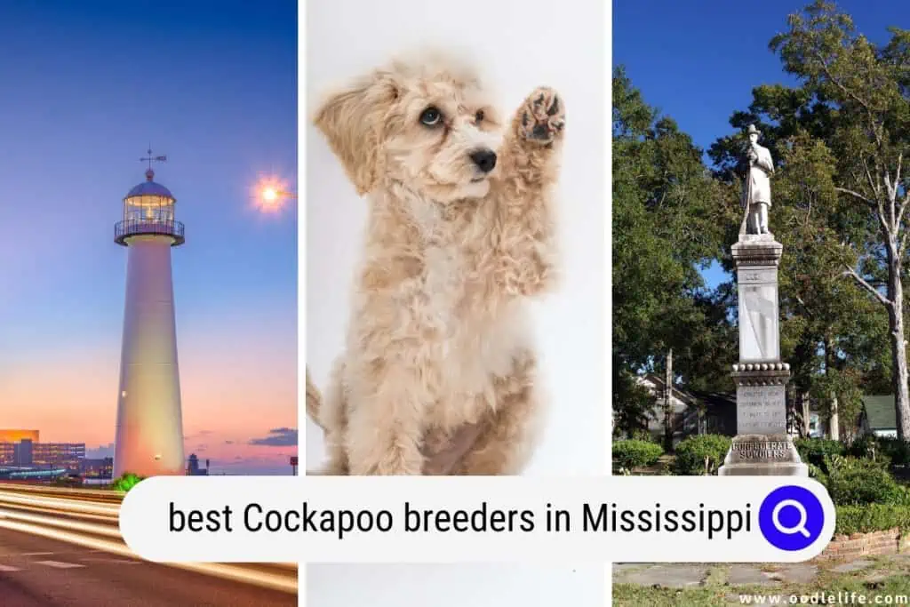 Cockapoo breeders in Mississippi