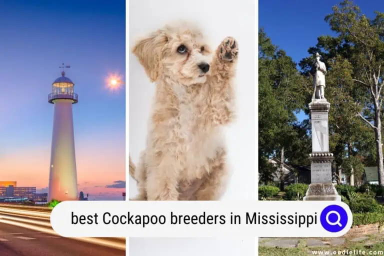 5 Best Cockapoo Breeders in Mississippi (2024 Update)