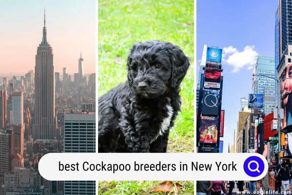 Cockapoo breeders in New York