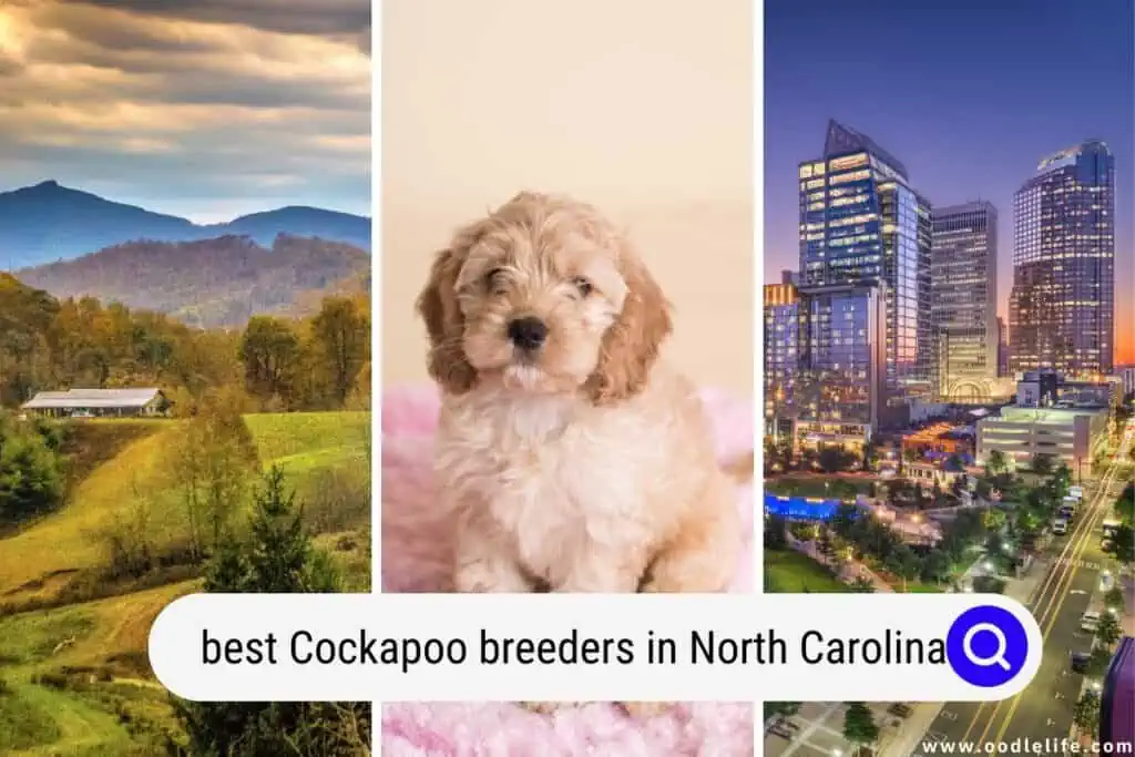 Cockapoo breeders in North Carolina