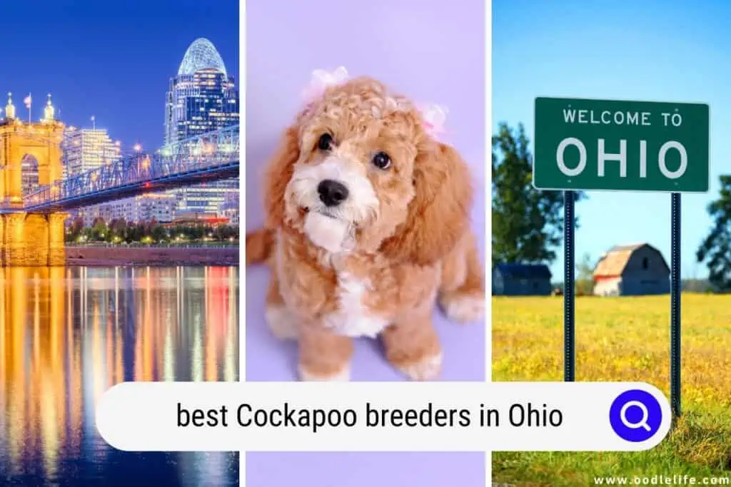 Cockapoo breeders in Ohio
