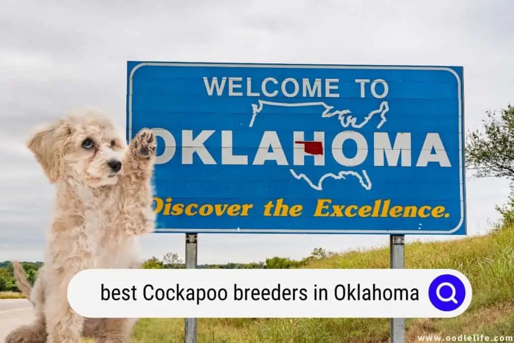 Cockapoo breeders in Oklahoma