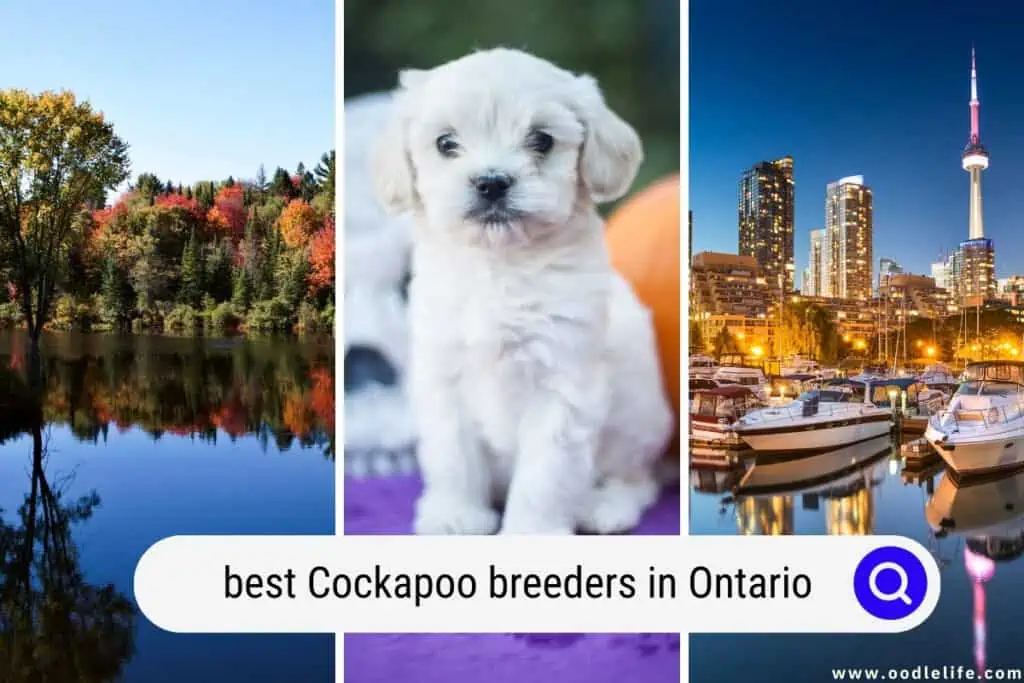 Cockapoo Breeders In Ontario