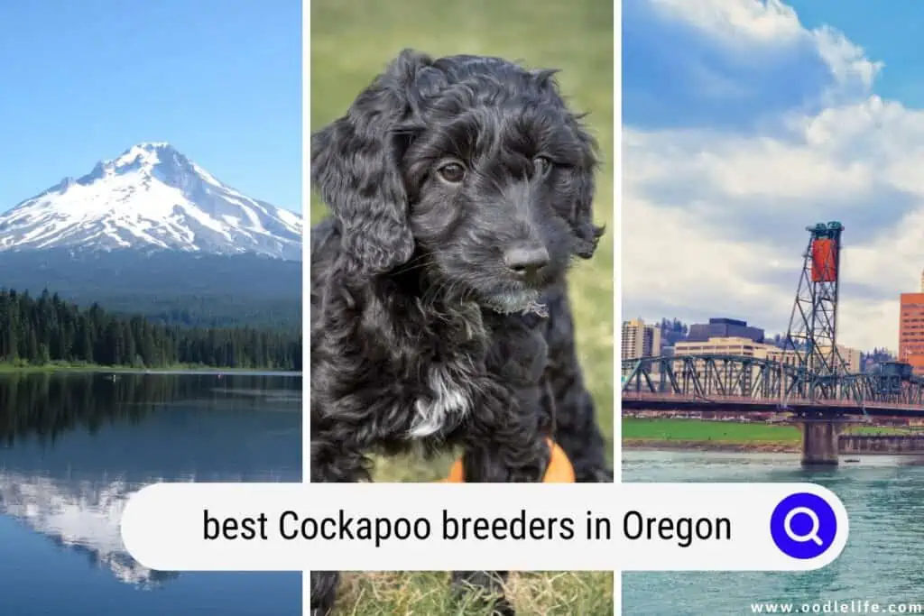 Cockapoo breeders in Oregon