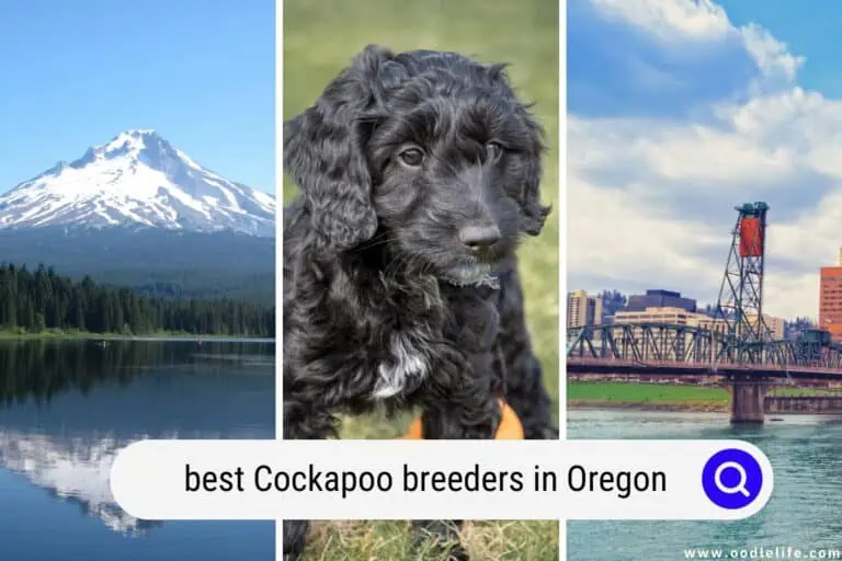 4 Best Cockapoo Breeders in Oregon (2024 Update)