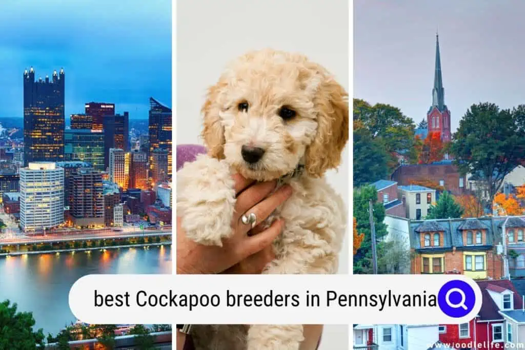 Cockapoo breeders in Pennsylvania