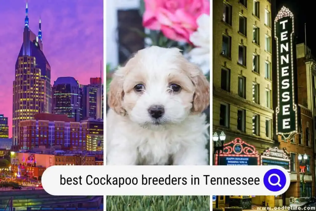 Cockapoo breeders in Tennessee