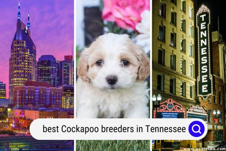 9 Best Cockapoo Breeders In Tennessee (2025 Update)