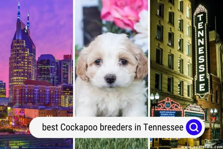9 Best Cockapoo Breeders In Tennessee (2023 Update)