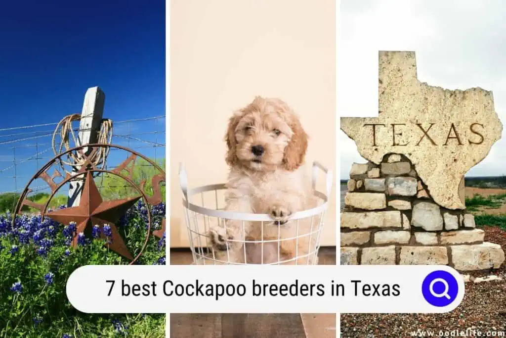 Cockapoo breeders in Texas