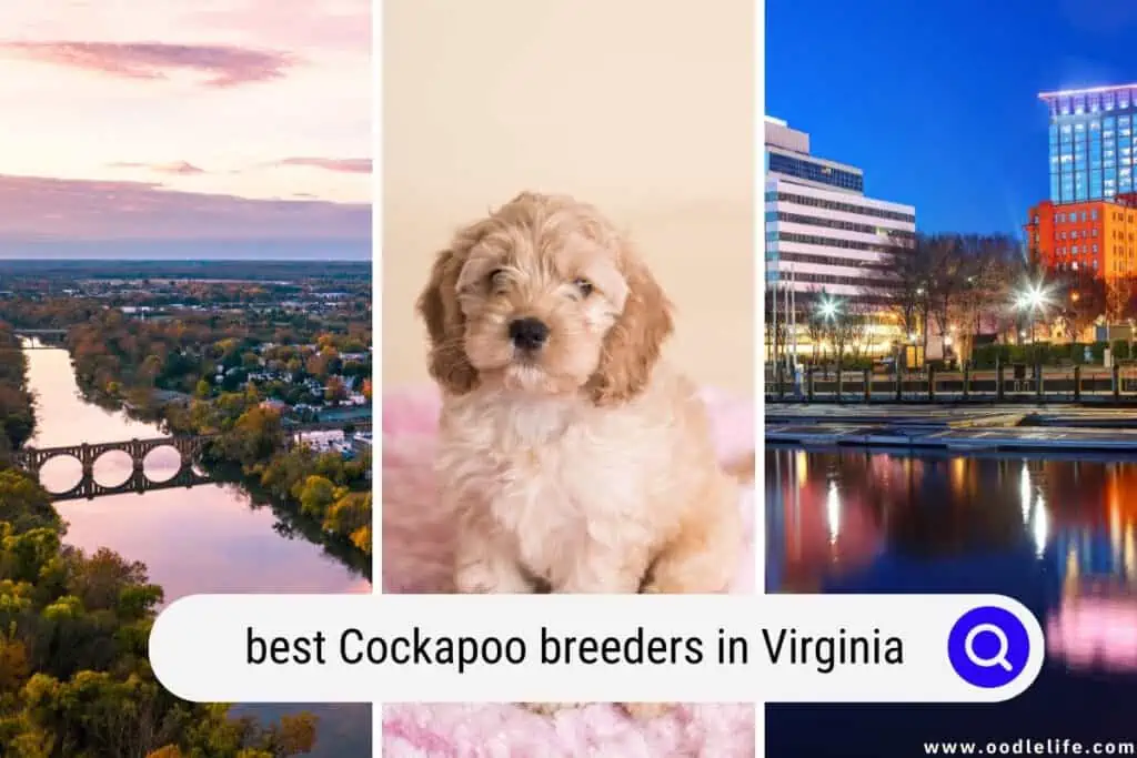 Cockapoo breeders in Virginia