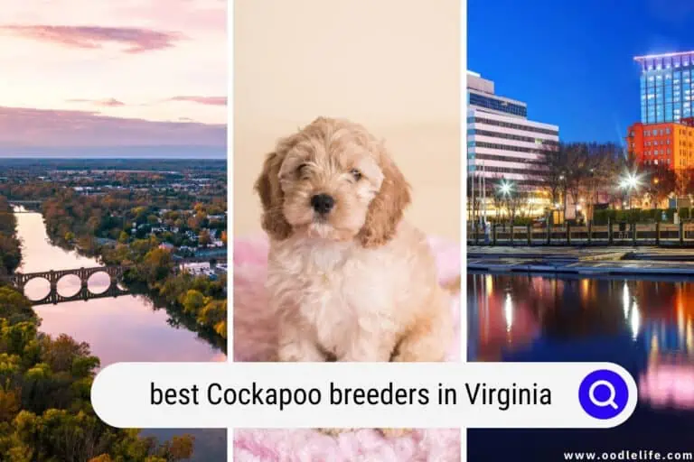 Best Cockapoo Breeders In Virginia (2024 Update)