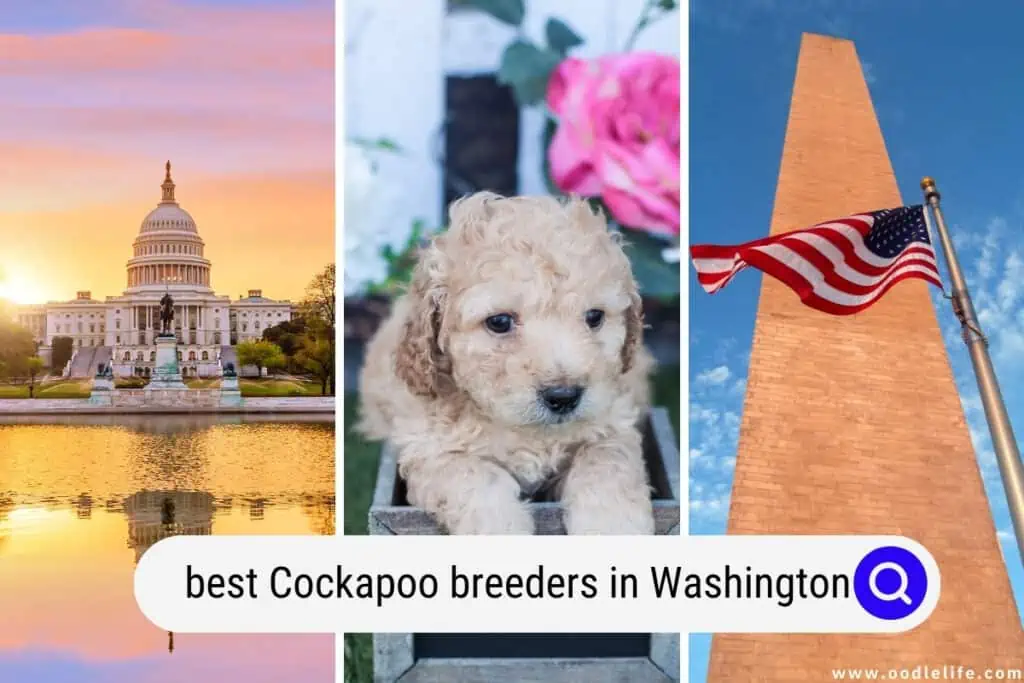 Cockapoo breeders in Washington