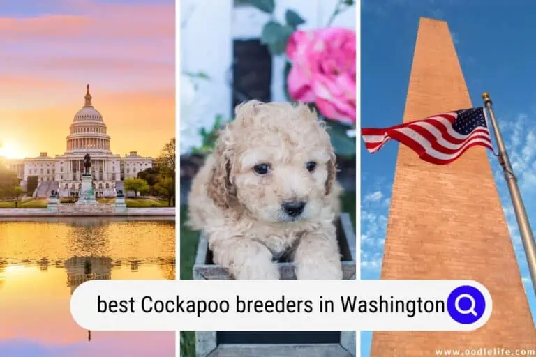 Best Cockapoo Breeders In Washington (2024 Update)