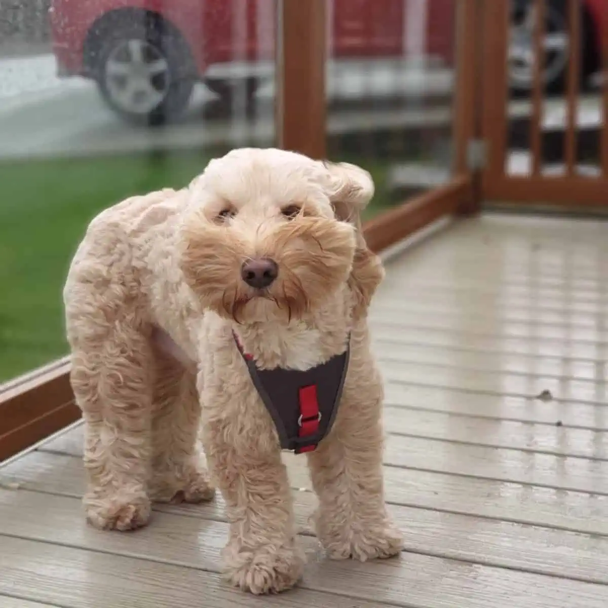 Cockapoo during a storm