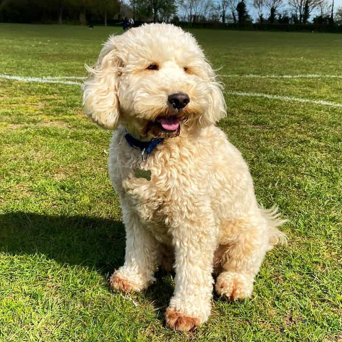 Cockapoo in his model pose