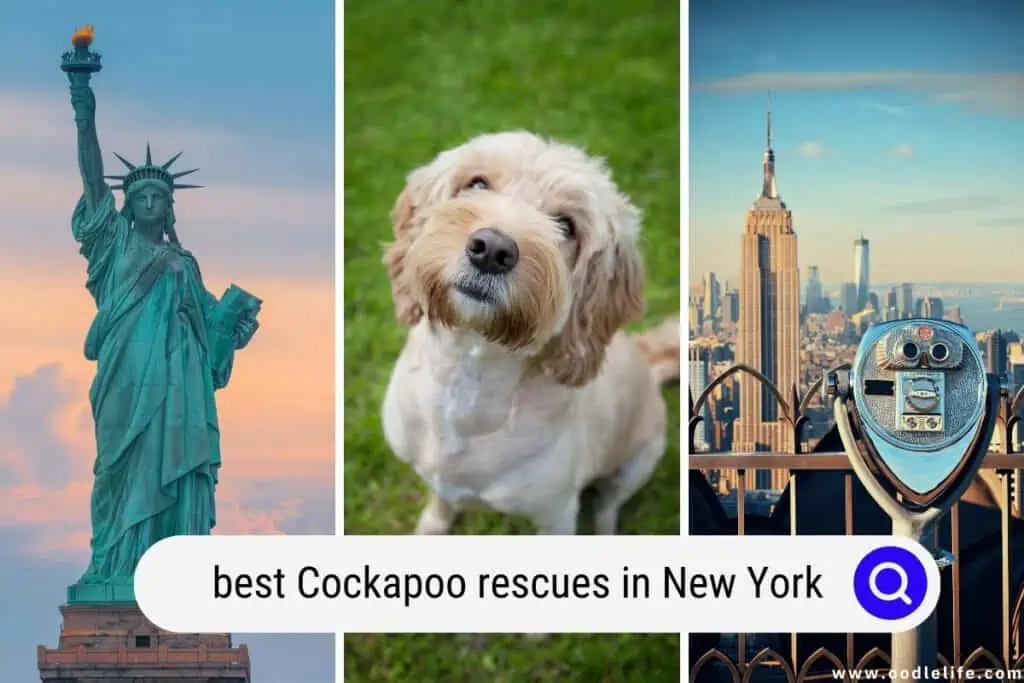 Cockapoo rescue NY
