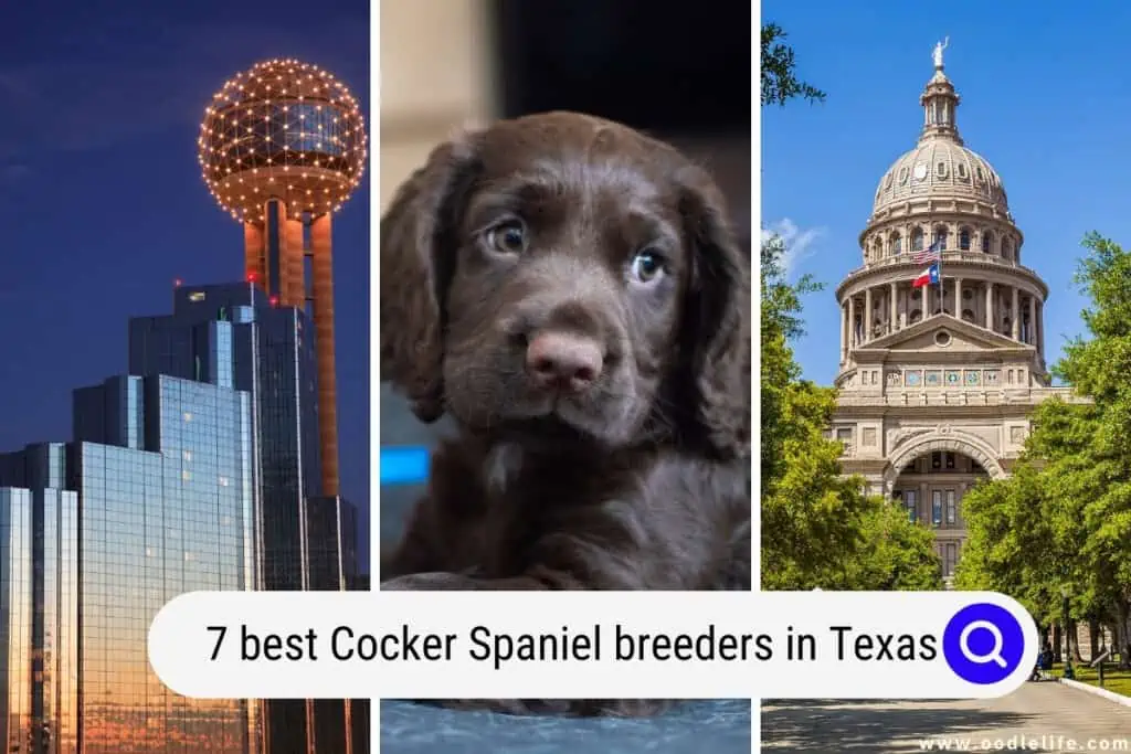 Cocker Spaniel breeders in Texas