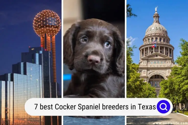 7 Best Cocker Spaniel Breeders in Texas 2024