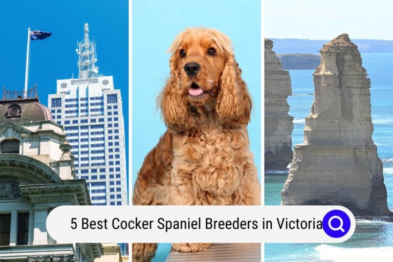 5 Best Cocker Spaniel Breeders in Victoria (Melbourne + More) 