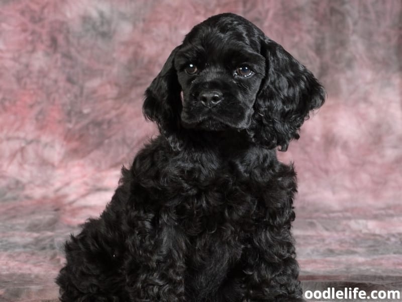 Cocker Spaniel on pinkish background