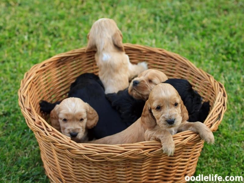 Cocker Spaniel puppies in a basket