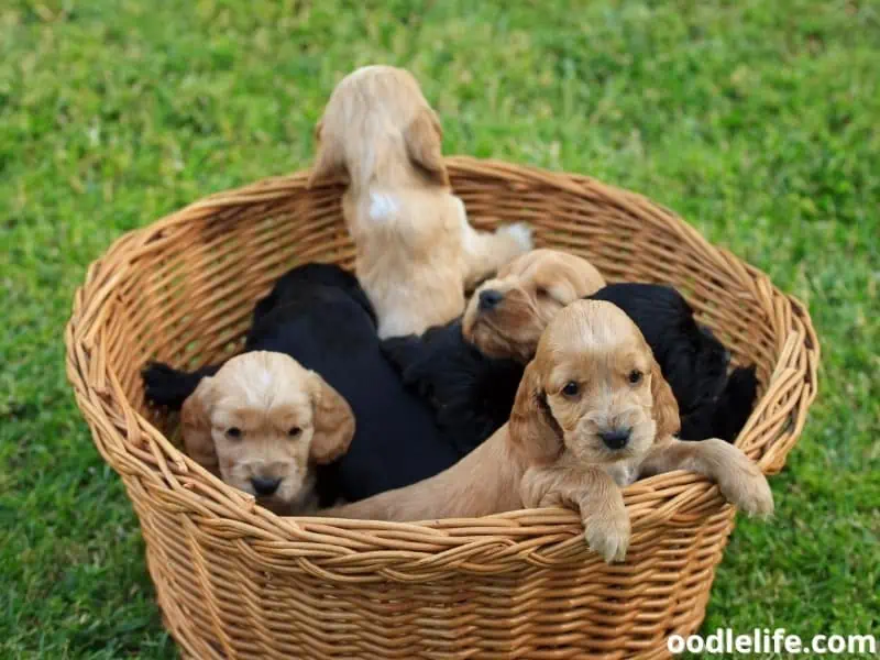 Cocker Spaniel puppies in a basket