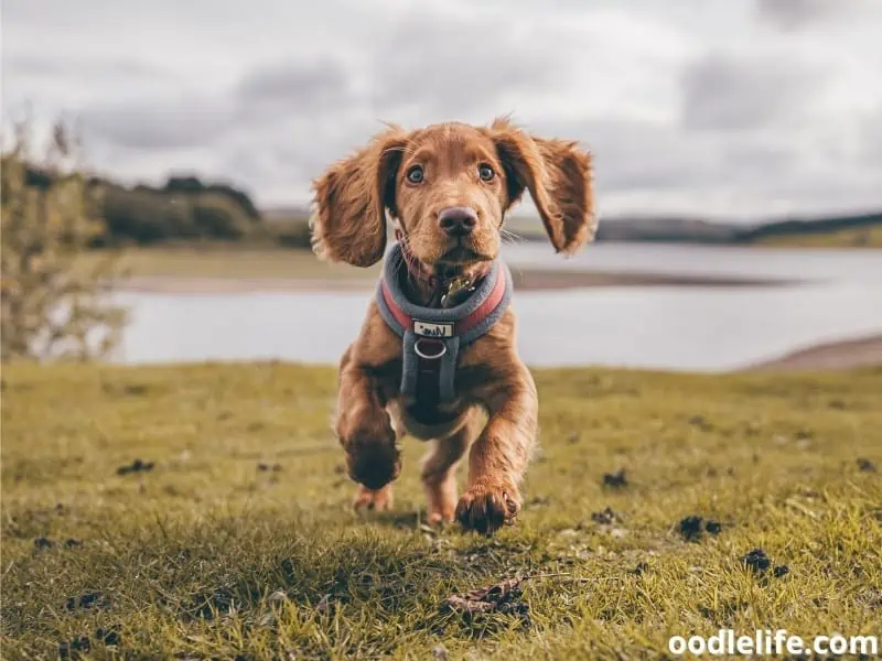 Cocker Spaniel runs through the field