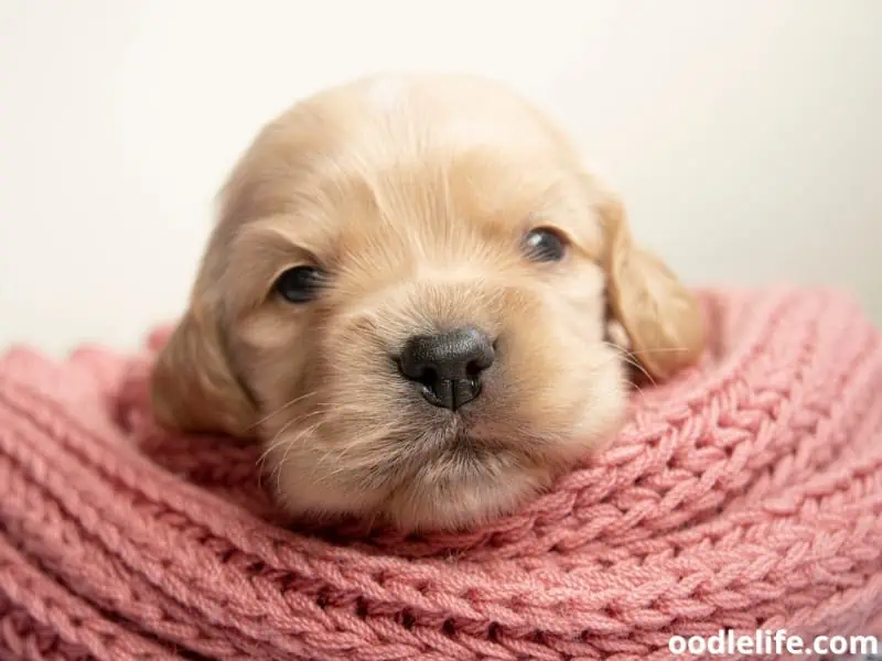 Cocker Spaniel with blanket