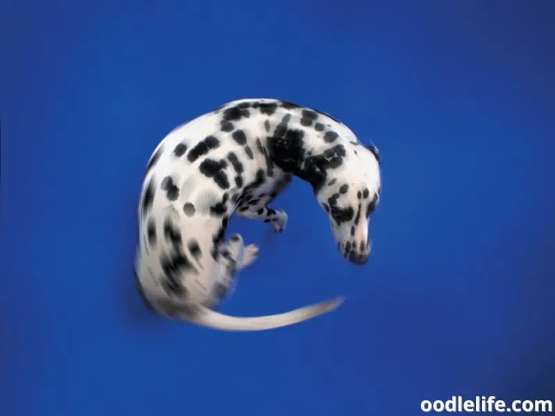 Dalmatian circling on a blue floor